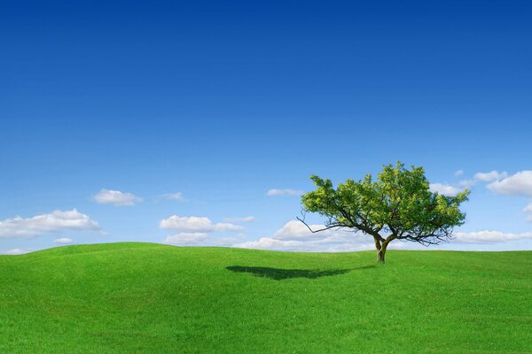 En un claro entre la hierba hay un árbol solitario