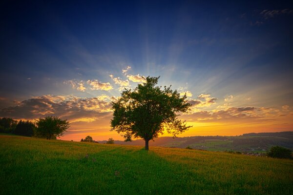 Amanecer de una mañana de verano. los rayos del sol penetran a través de las ramas del árbol