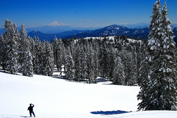 Man schaut im Winter in die Ferne des Waldes