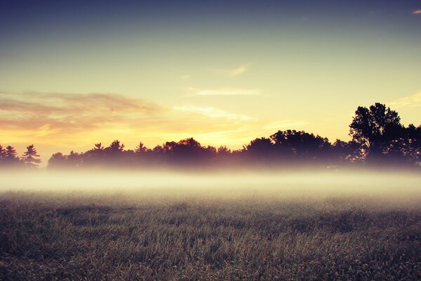 Landschaft Morgen im Nebelfeld auf Baumhintergrund