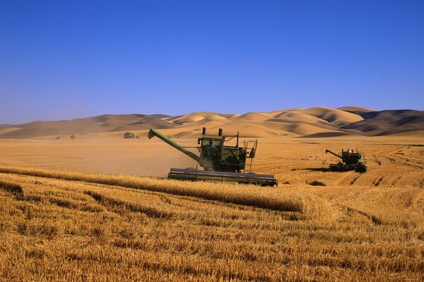 Combine harvesters gather wheat in the field