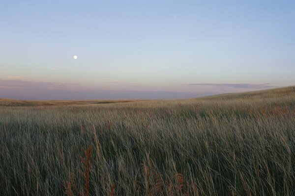 The ears of corn sway in the wind under a cloudless sky