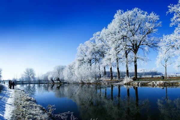 Alberi invernali che crescono lungo il fiume in uno spazio aperto