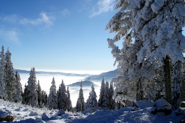 Paesaggio invernale nella foresta di abeti rossi