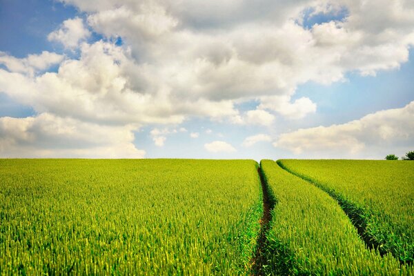 Green field and blue sky with clouds