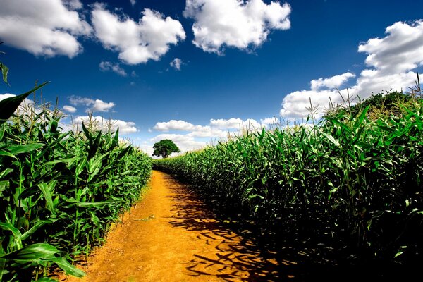 The road runs through a cornfield