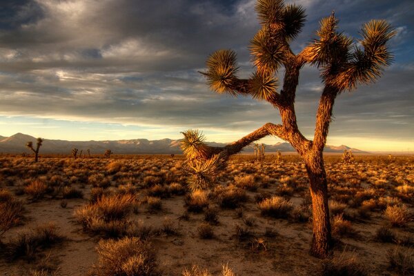 Vista de un árbol en el fondo del desierto