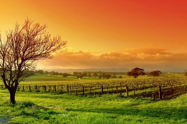 A lonely tree against the red sky