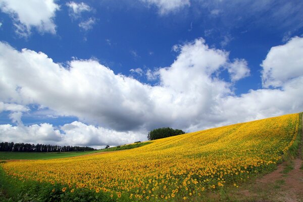 Sonnenblumen-, gelbes Feld und heller Himmel mit großen Wolken