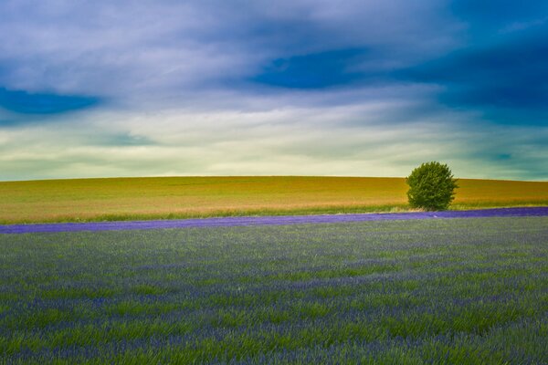 Observamos la naturaleza de los campos ingleses plantados con lavanda