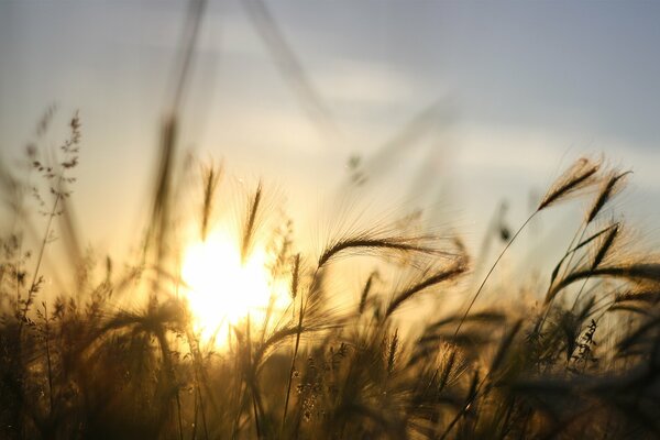 L herbe bloque le soleil couchant