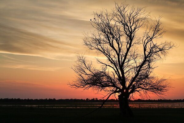 Die Äste eines Baumes bei Sonnenuntergang sehen grob aus