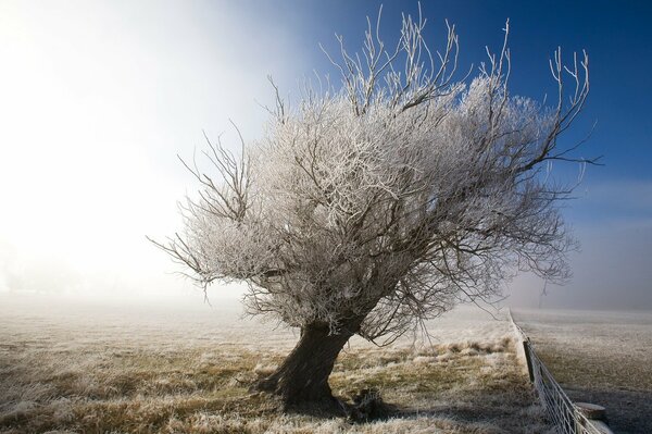 A snow-covered tree by the fence on a frosty morning