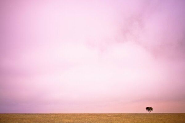 Arbre solitaire dans un immense champ