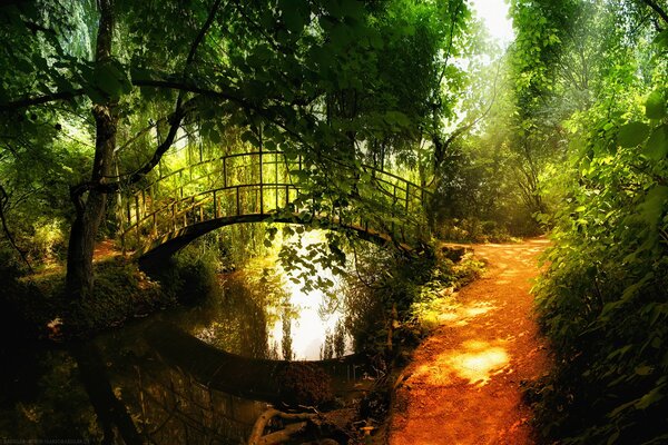 Brücke über den Fluss im Wald