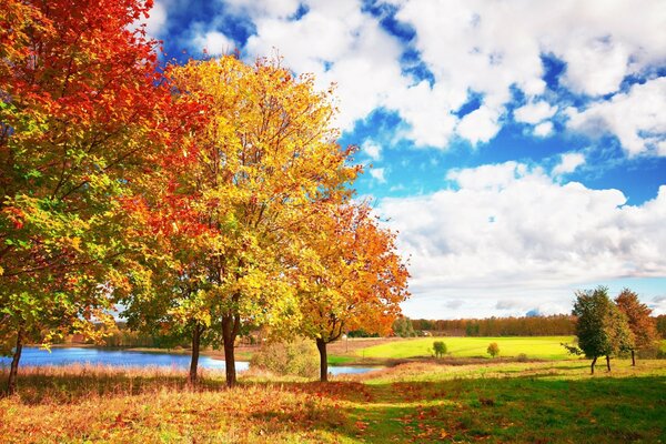 Árboles de otoño y cielo azul