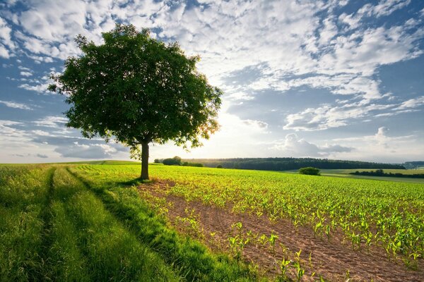 Sunny summer sun on the field