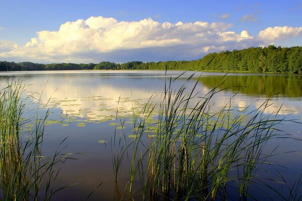 Canne ed Erica sulle breghe del fiume