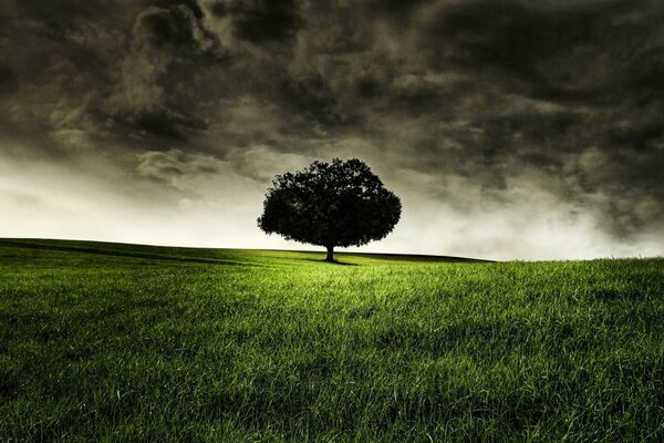 Paisaje árbol solitario en la hierba