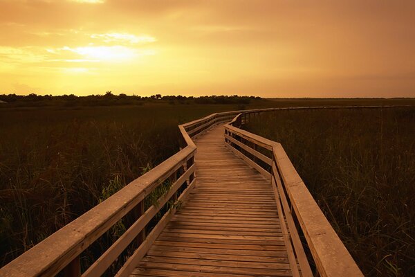 Wooden steps on the background of nature. landscape