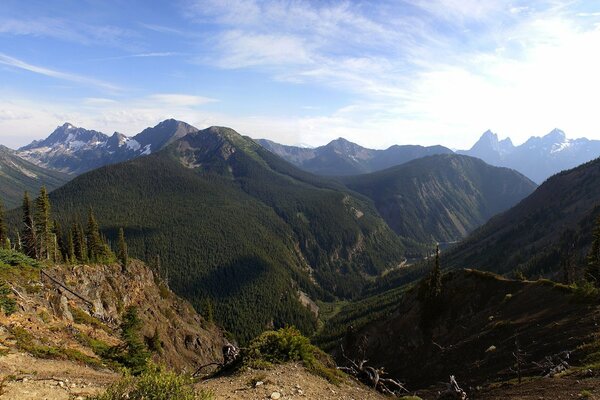 Spring in the mountains covered with coniferous forests