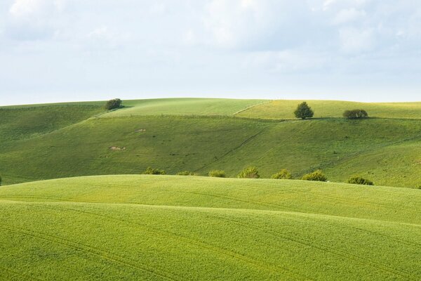 Landscape green hilly field