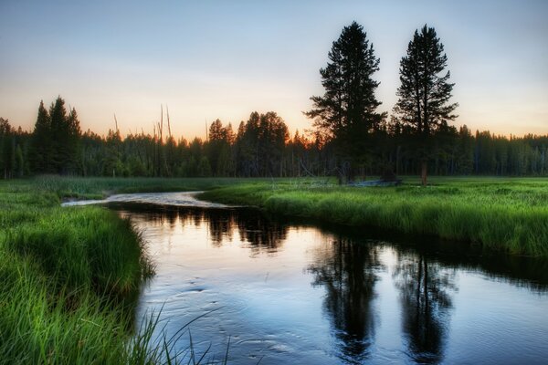 Beauté de la faune près de la forêt