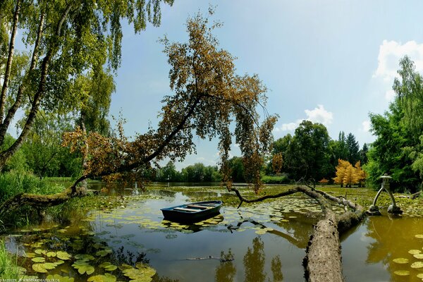 Barca in mezzo al lago e alberi verdi