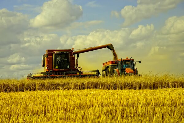 Combine harvester harvesting wheat field