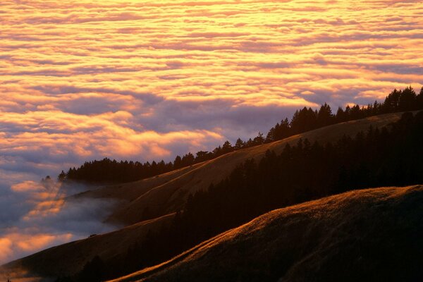 Montagne boscose nella nebbia