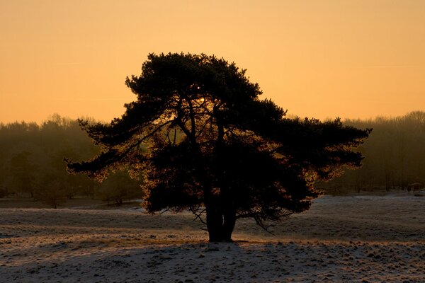 Winterbaum auf verschneitem Boden