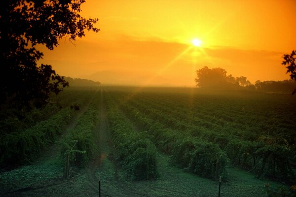 Filari di vigneti che partono in lontananza la sera