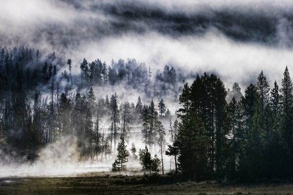 Ein nebliger Wald. Schöne Natur