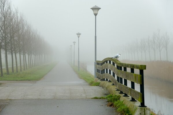 Vogel auf dem Zaun bei strömendem Regen und dichtem Nebel