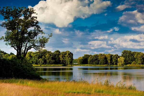 Gras und Bäume spiegeln sich im Wasser wider