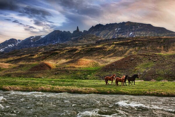 Tres caballos en el fondo de las montañas