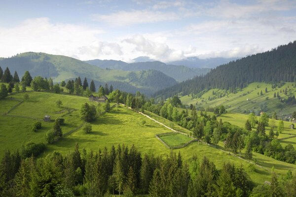 Landscape of hilly meadows with trees