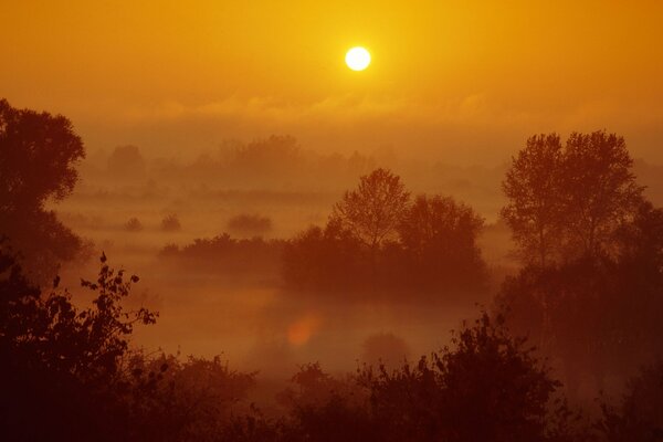 Abendwald. Sonnenuntergang