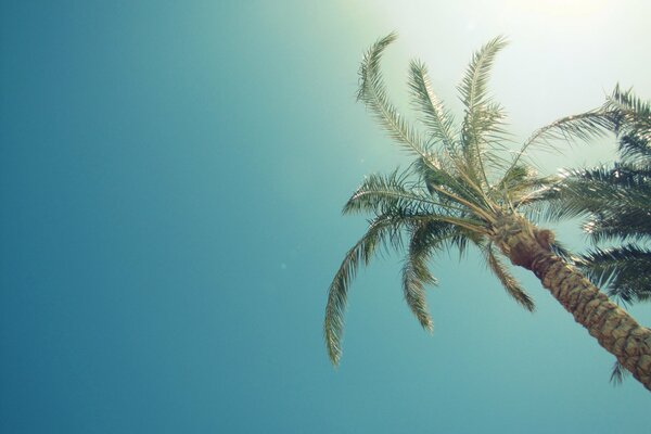 Palme vor dem Hintergrund des Himmels in der Sonne