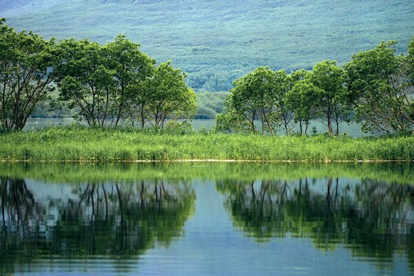 Los árboles verdes se reflejan en el estanque