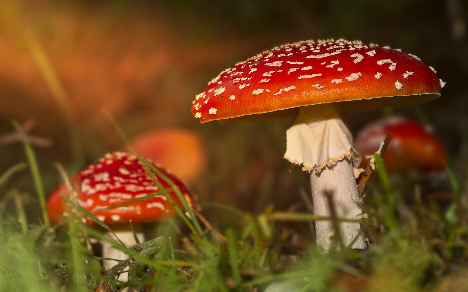 funghi natura autunno