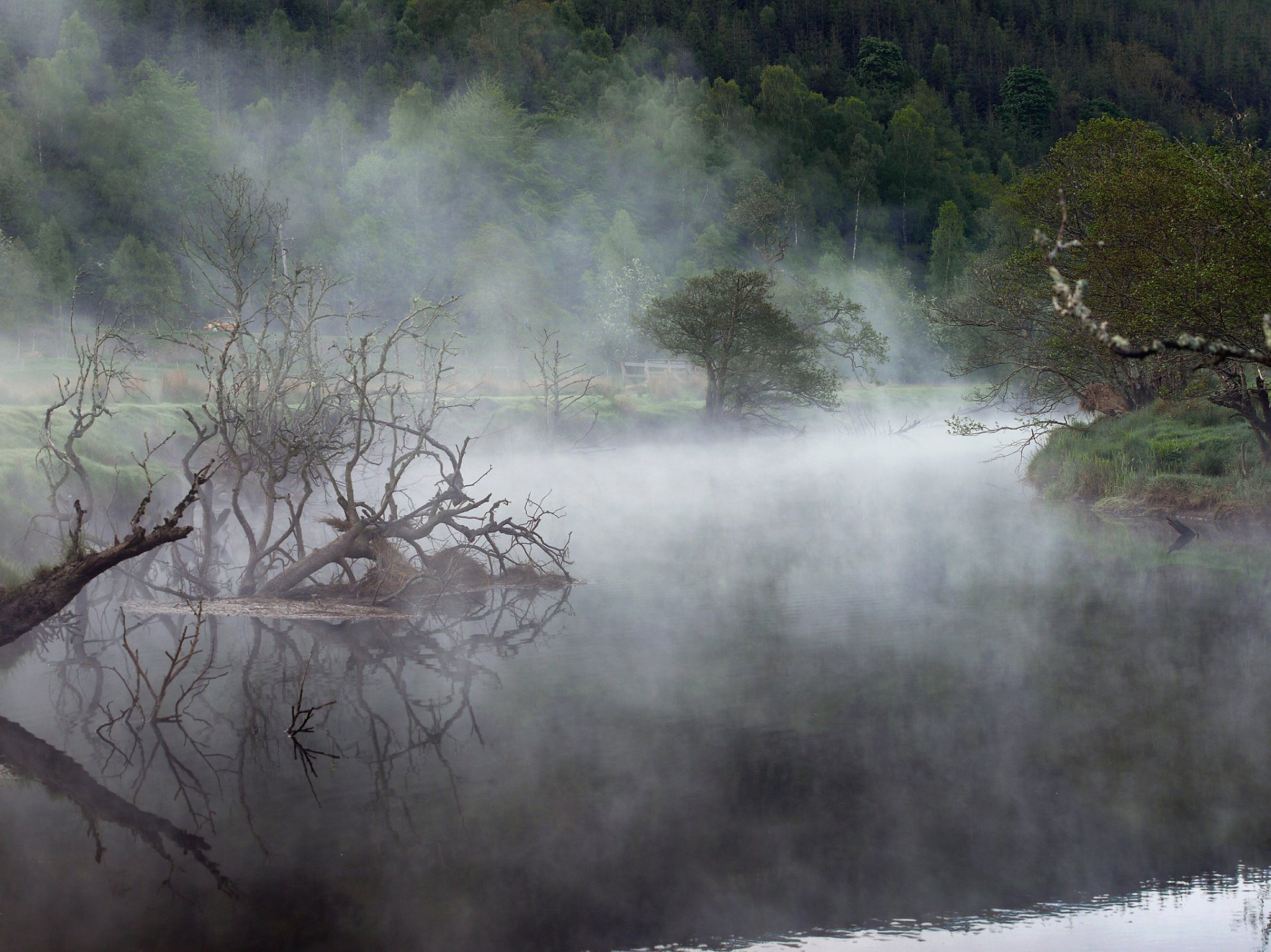 forêt lac brouillard