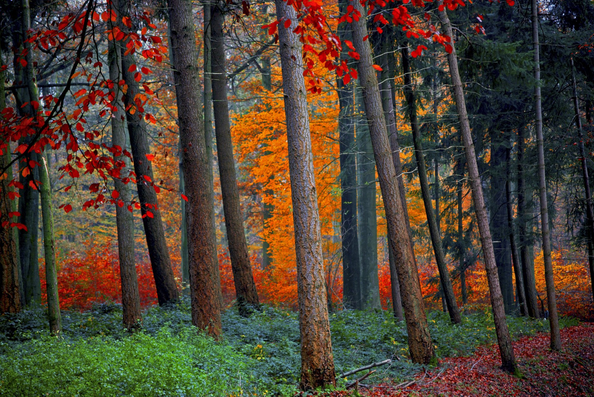wald bäume herbst blätter