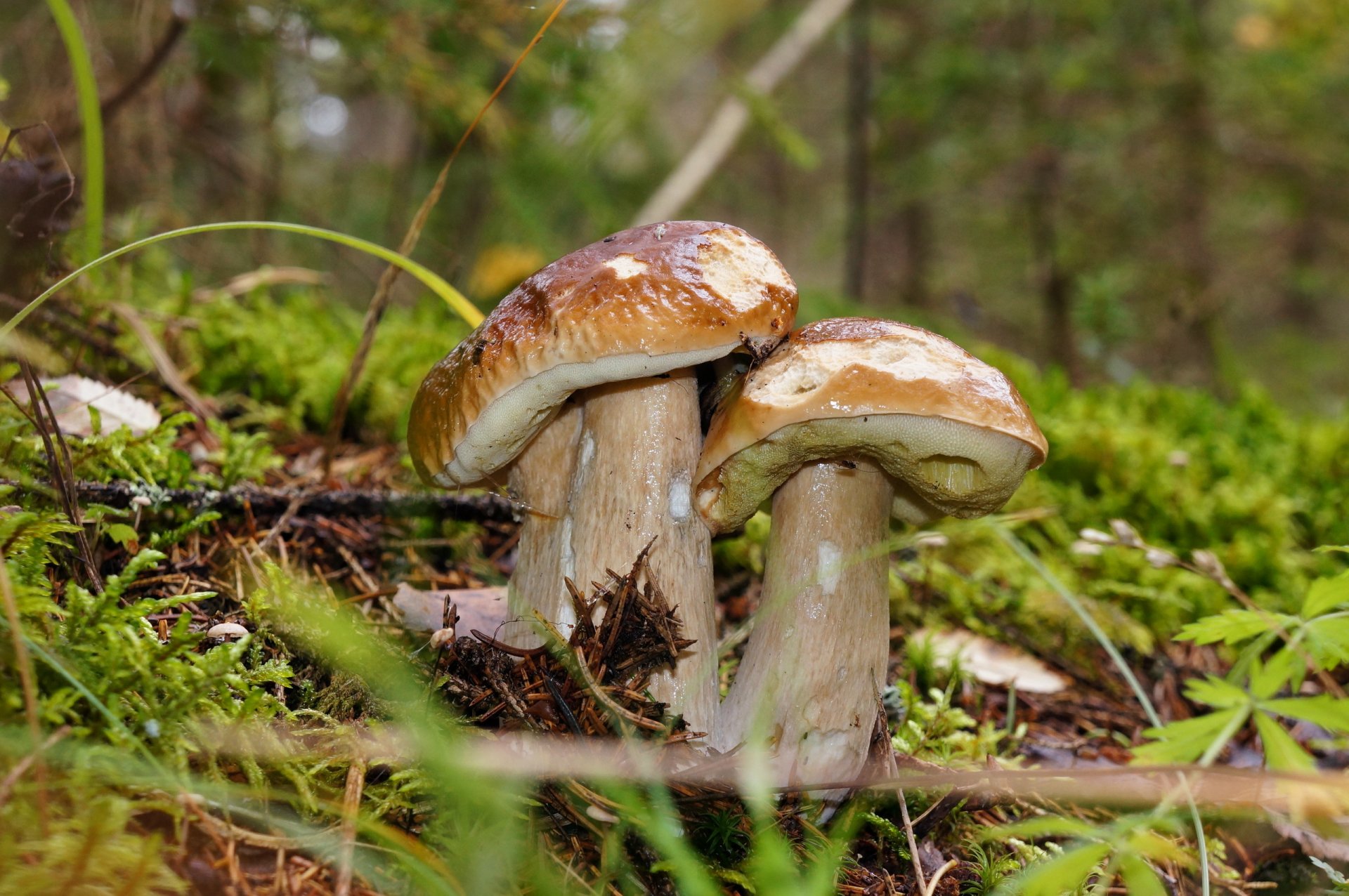 fungo autunno natura