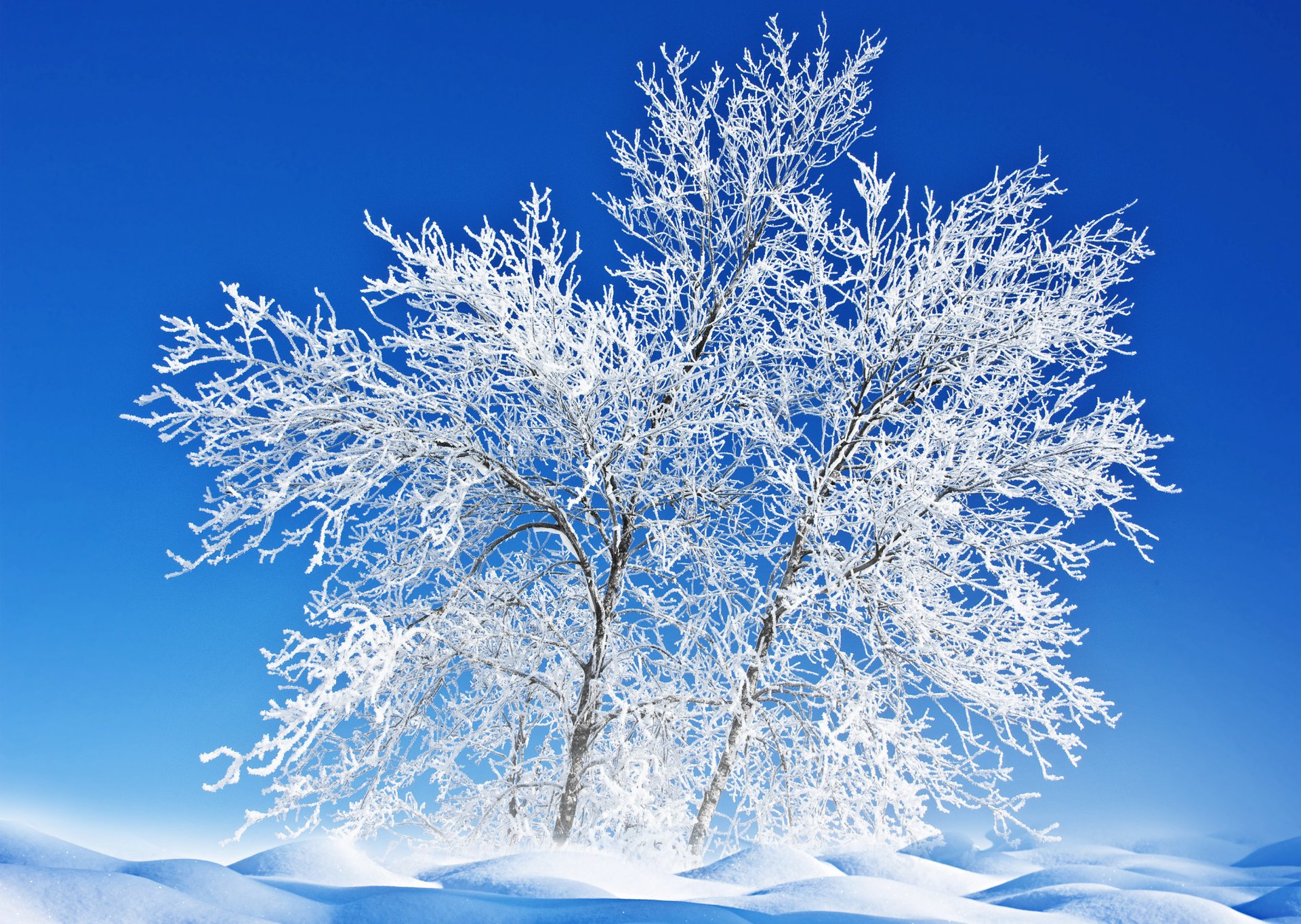 natura paesaggio albero gelo neve inverno cielo