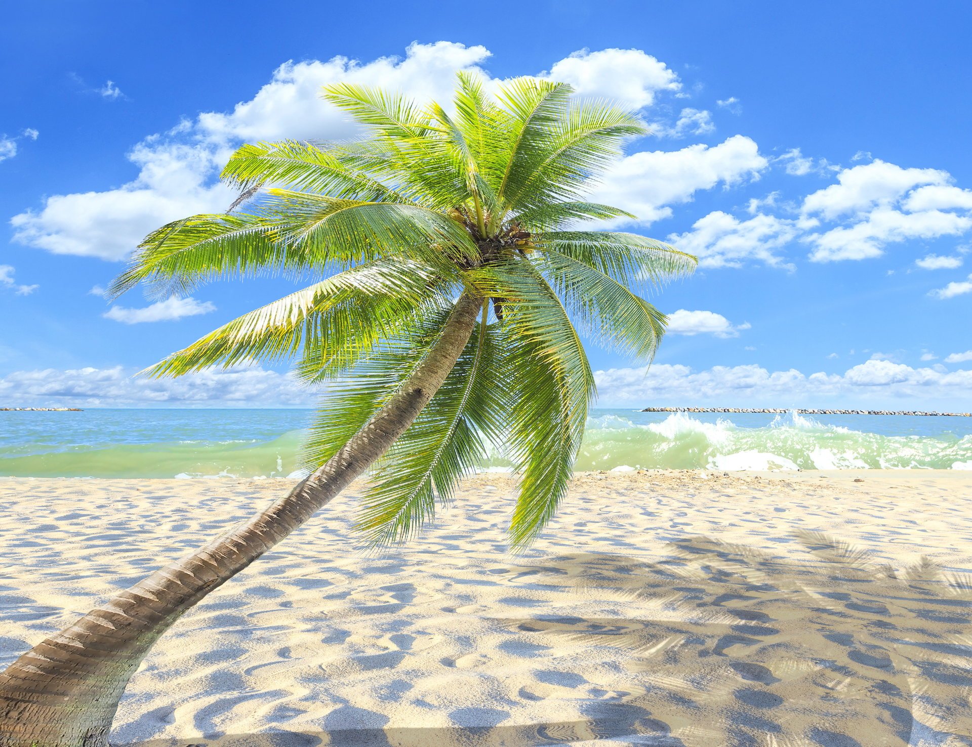 ummer beach sea shore paradise tropical sand palm tree
