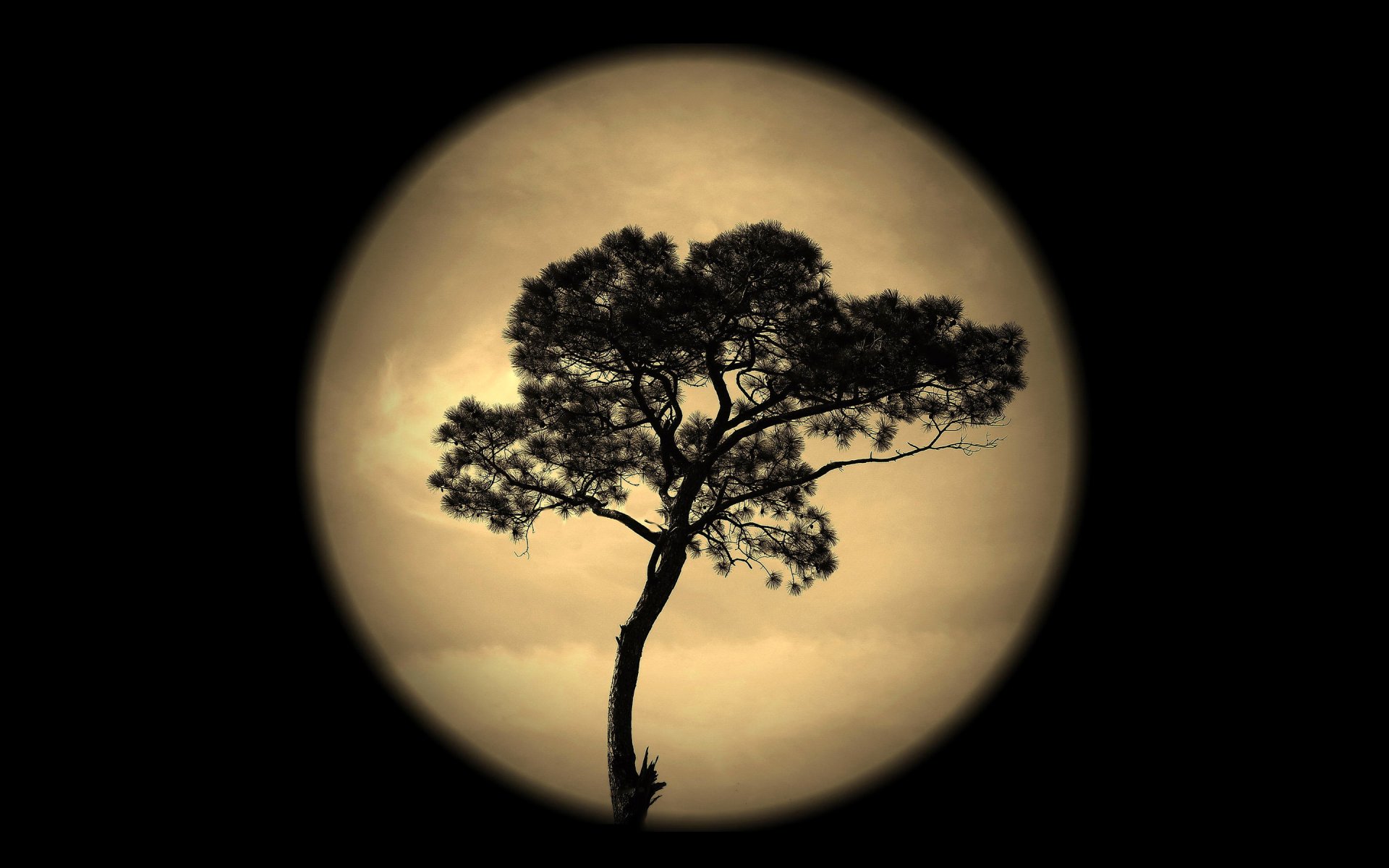 night sky moon tree silhouette