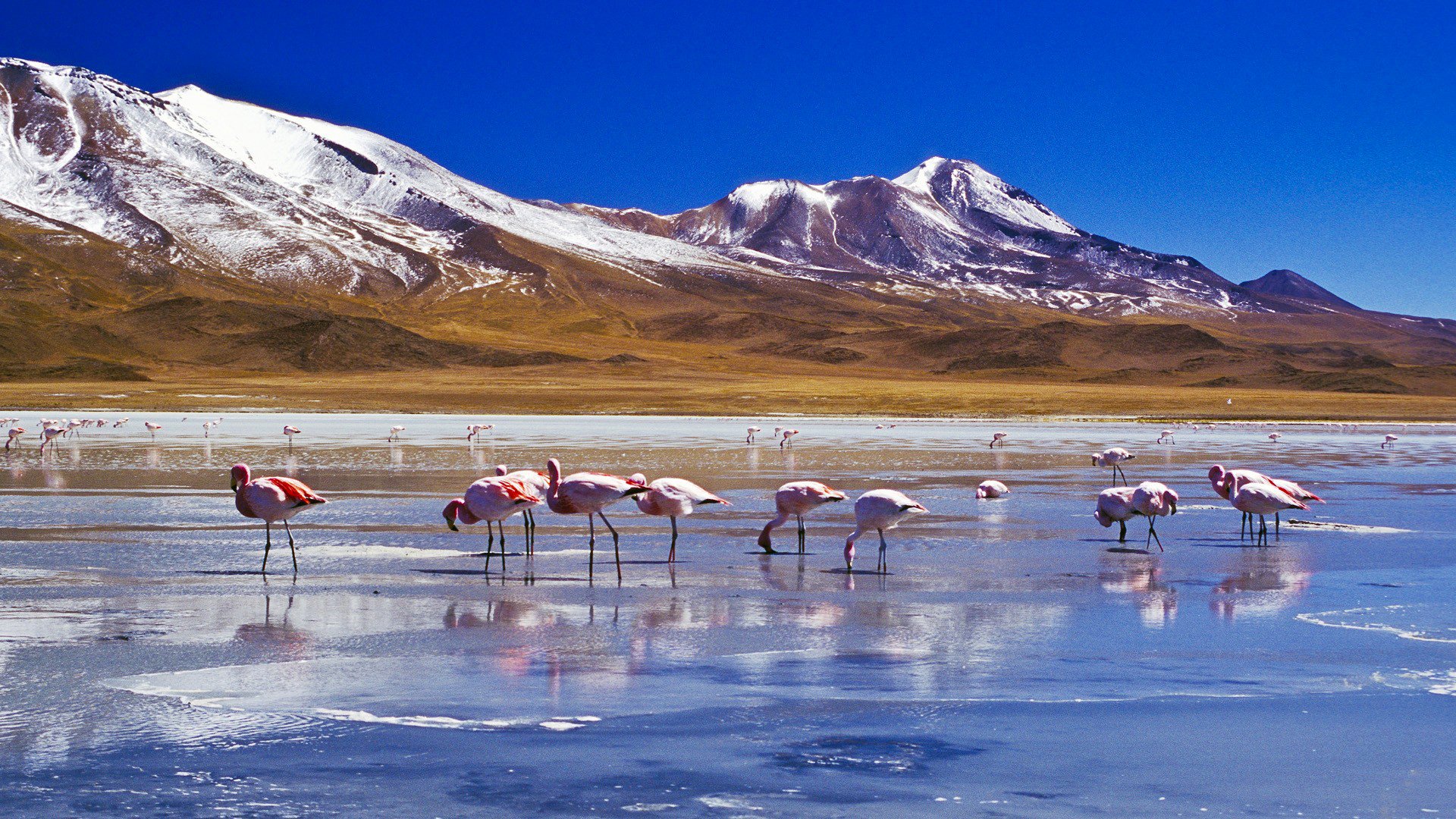 ky mountain snow lake birds flamingo