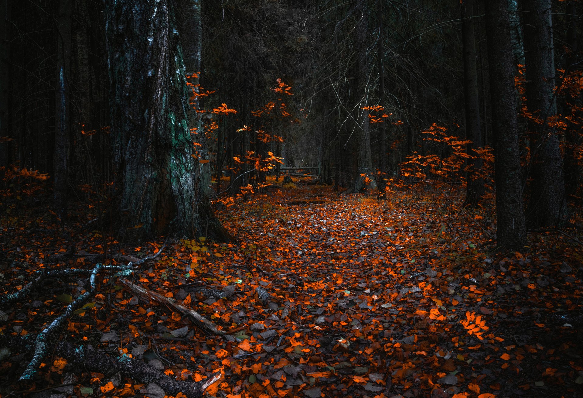 осень лес природа