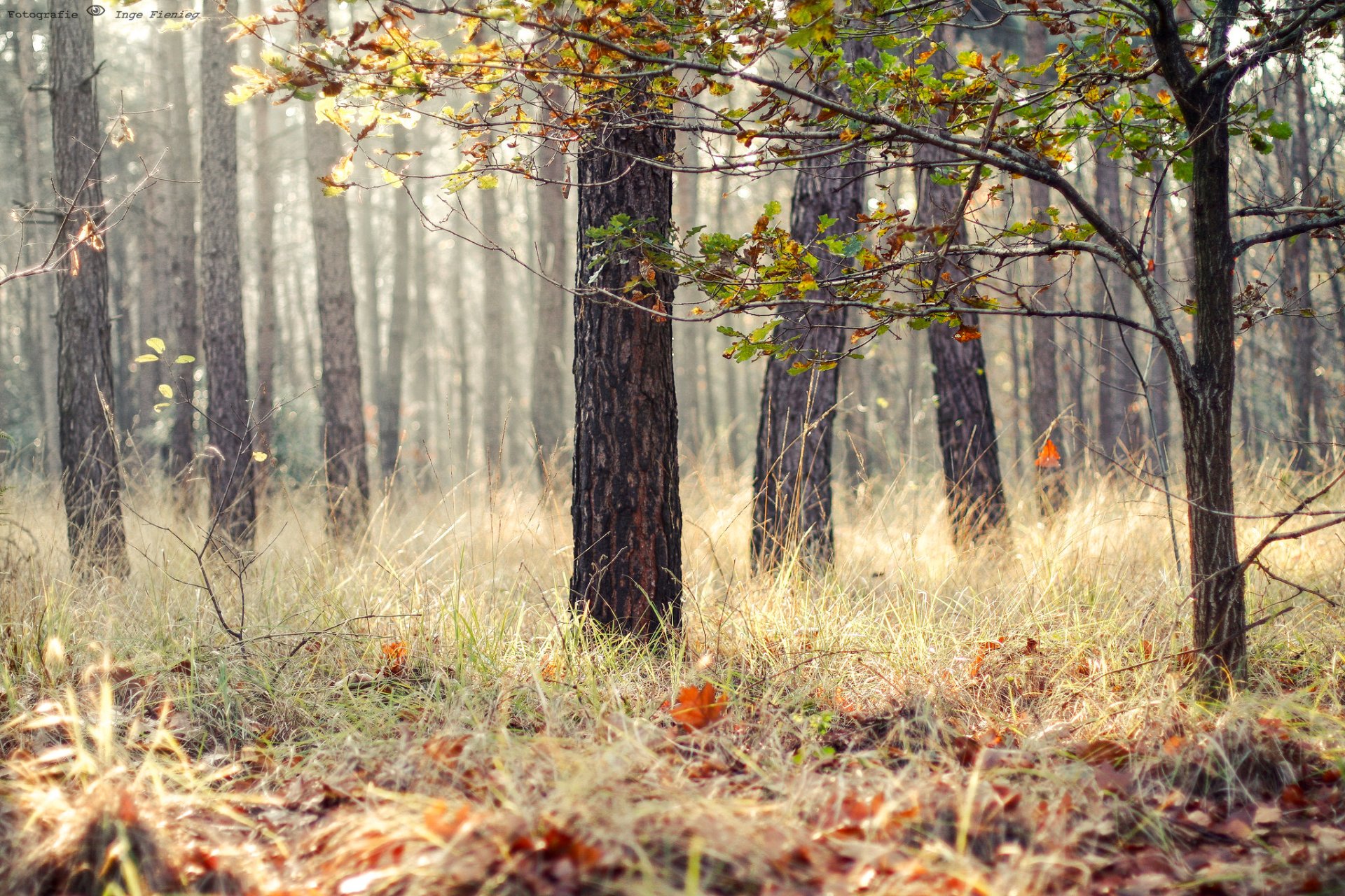 forêt herbe feuilles arbres automne